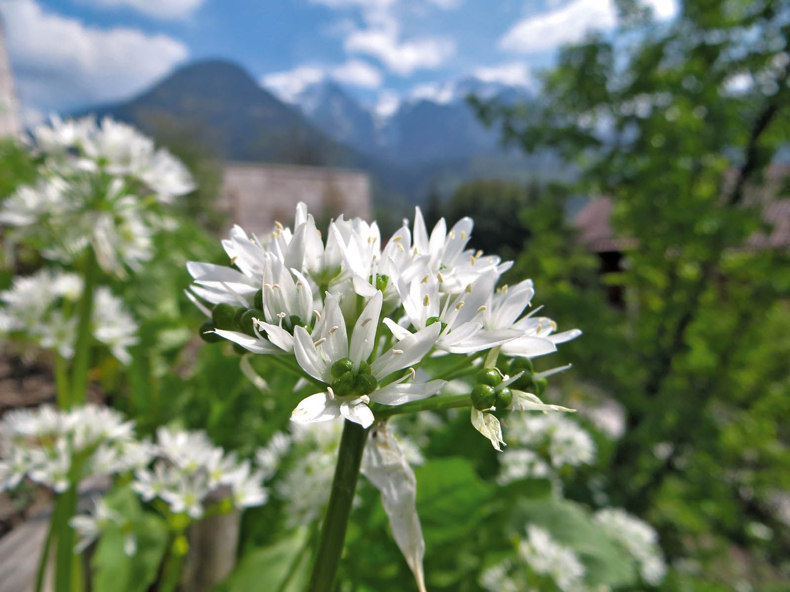 Bild zu Kräuter aus der Natur - Oberau