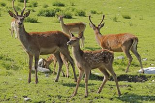 Hirsche im Wildgehege Oberkälberstein